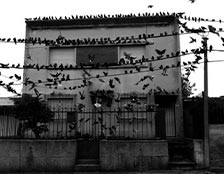 Las palomas pululan por la ciudad, son una suerte de mascotas para algunos y, para otros, constituyen un serio problema urbano. 