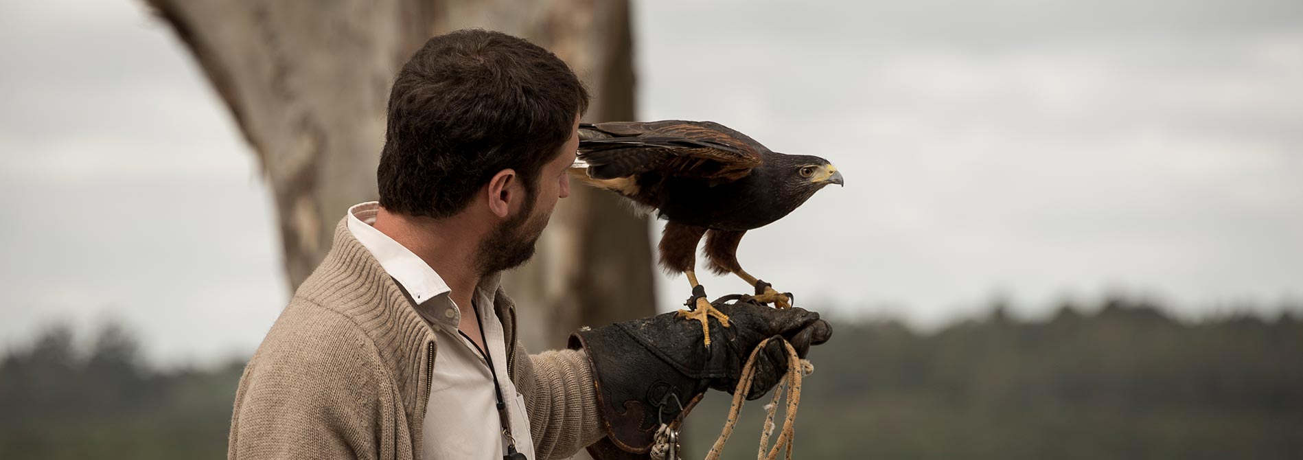 Gavilan mixto se posa sobre el brazo del cetrero Manuel Maier en Uruguay