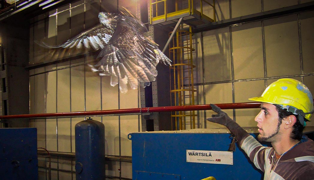 Control de aves en fabrica con gávilan mixto, cetrería en Uruguay.