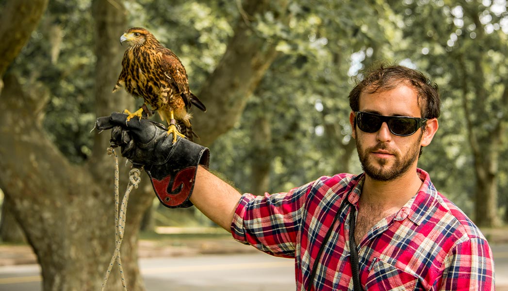 Gavilán Mixto. Control de aves mediante cetrería.