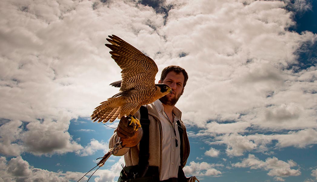 Control de aves con halcón peregrino.&nbsp; Cetrería en Uruguay.